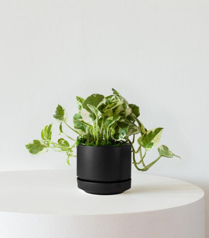 Organic Potting Mix - Image 2